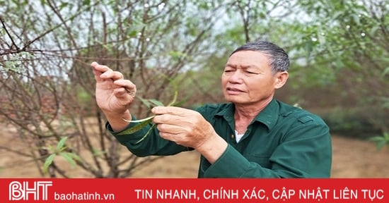 Người trồng đào phai Cổ Đạm tất bật vào vụ tết