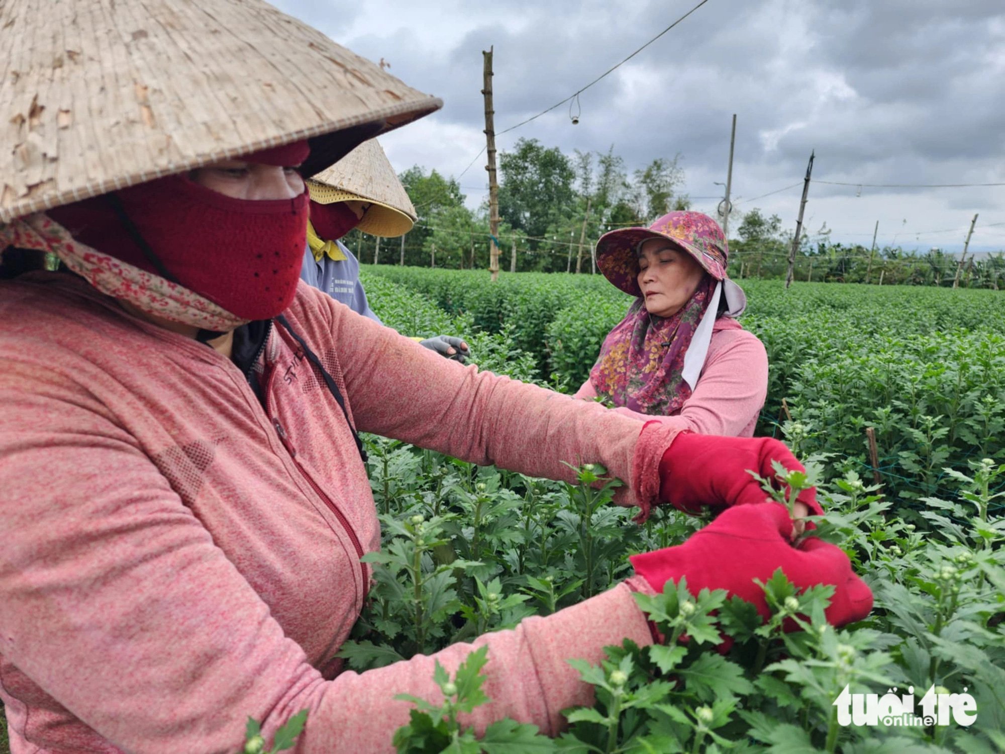 Tết đến gần nhưng vắng người mua, thủ phủ hoa cúc miền Trung lo lắng - Ảnh 6.