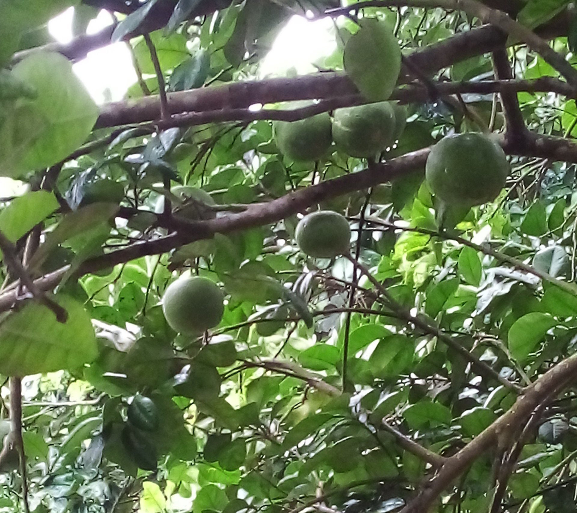 The rate of Thanh Hong grapefruit fruiting decreased by about 15%.