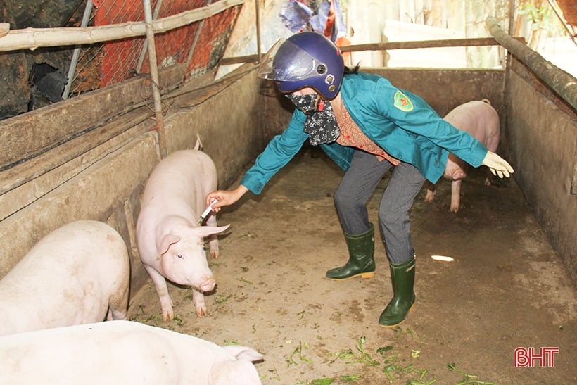 Ha Tinh planea vacunar contra la peste porcina africana