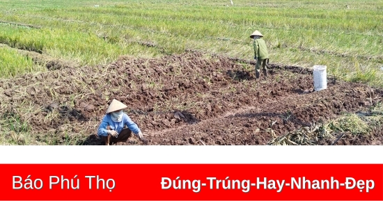 Gần 400ha cây trồng vụ Đông nhiễm sâu bệnh