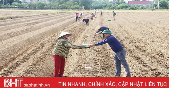 Hà Tĩnh khởi động sản xuất vụ đông năm 2023