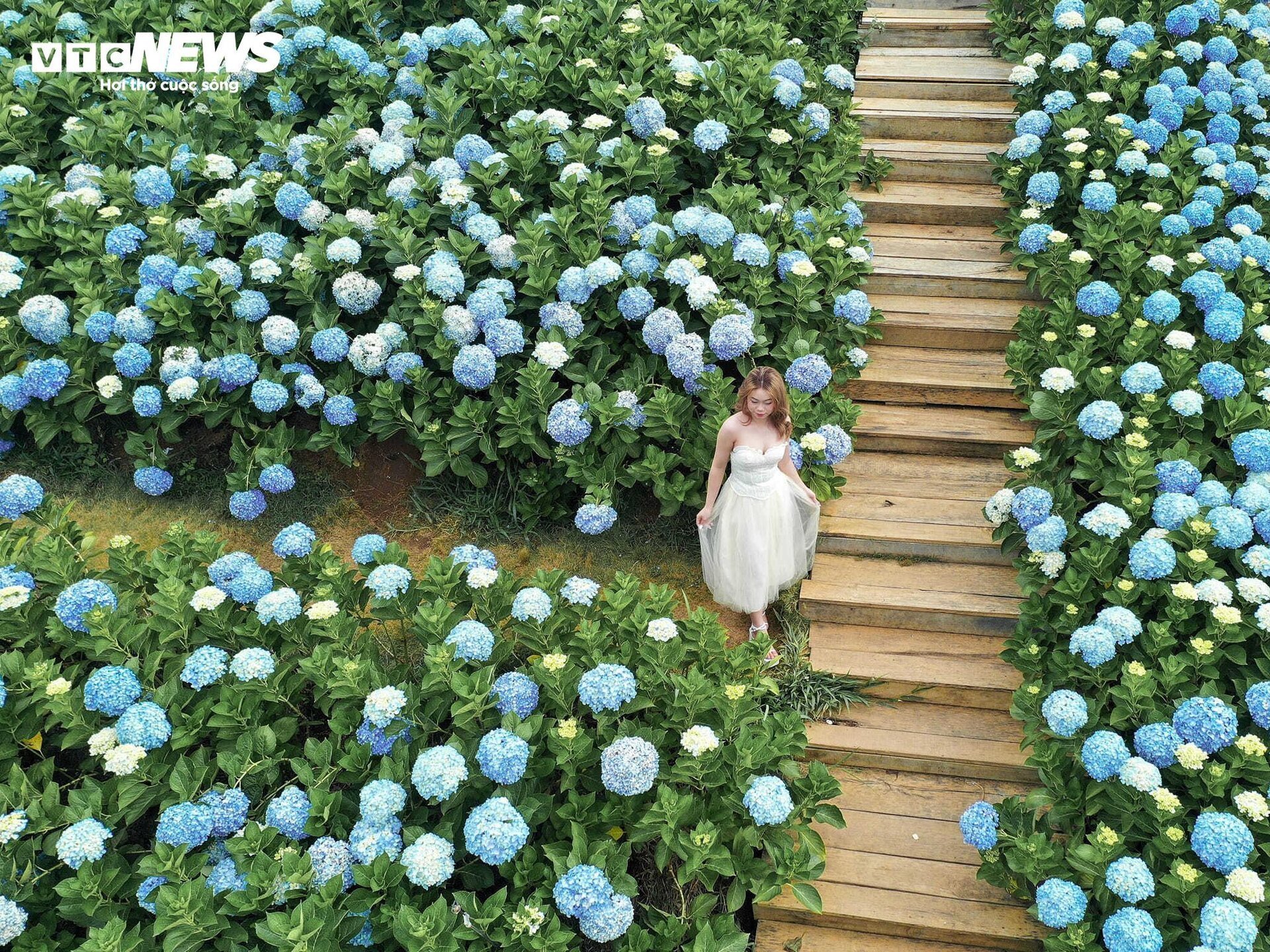 Fascinado por el campo de hortensias de 3.000 m2 en Da Lat, tan hermoso como un cuento de hadas - 10