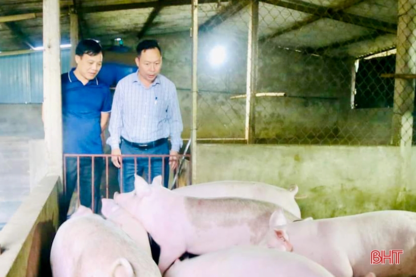 Thach Ha actively isolates and suppresses African swine fever