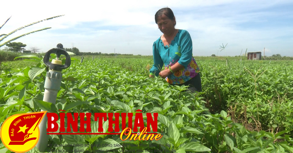 Légumes bio sur les terres de Phu Long