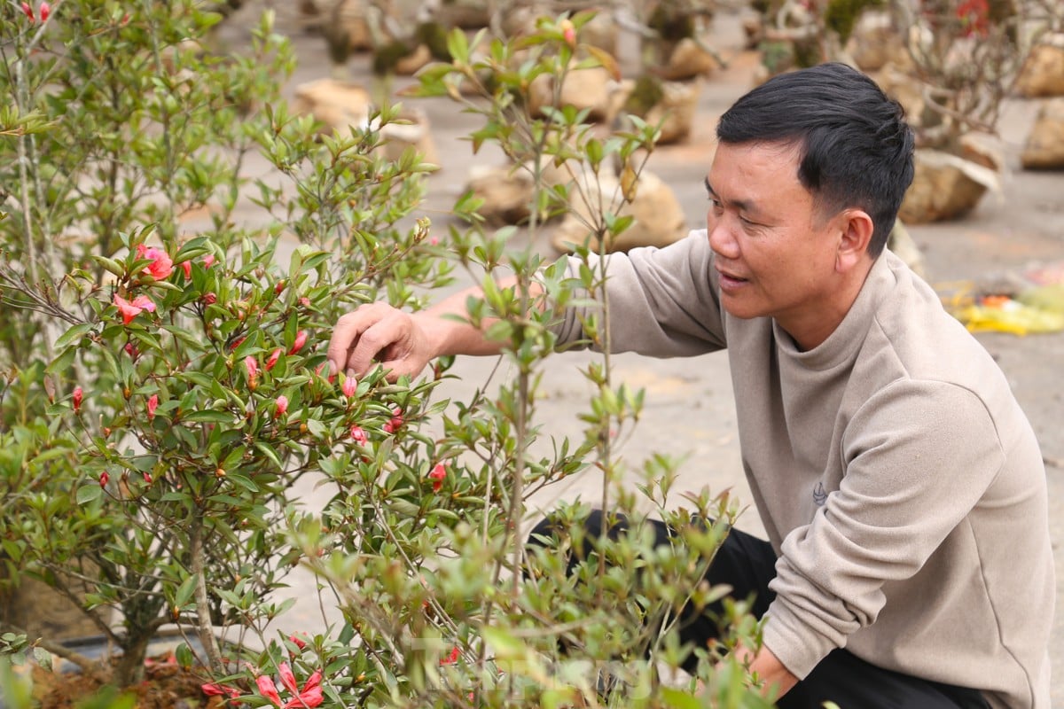 Loại hoa có thân như củi khô, giá hàng triệu đồng được săn lùng chơi Tết ảnh 10