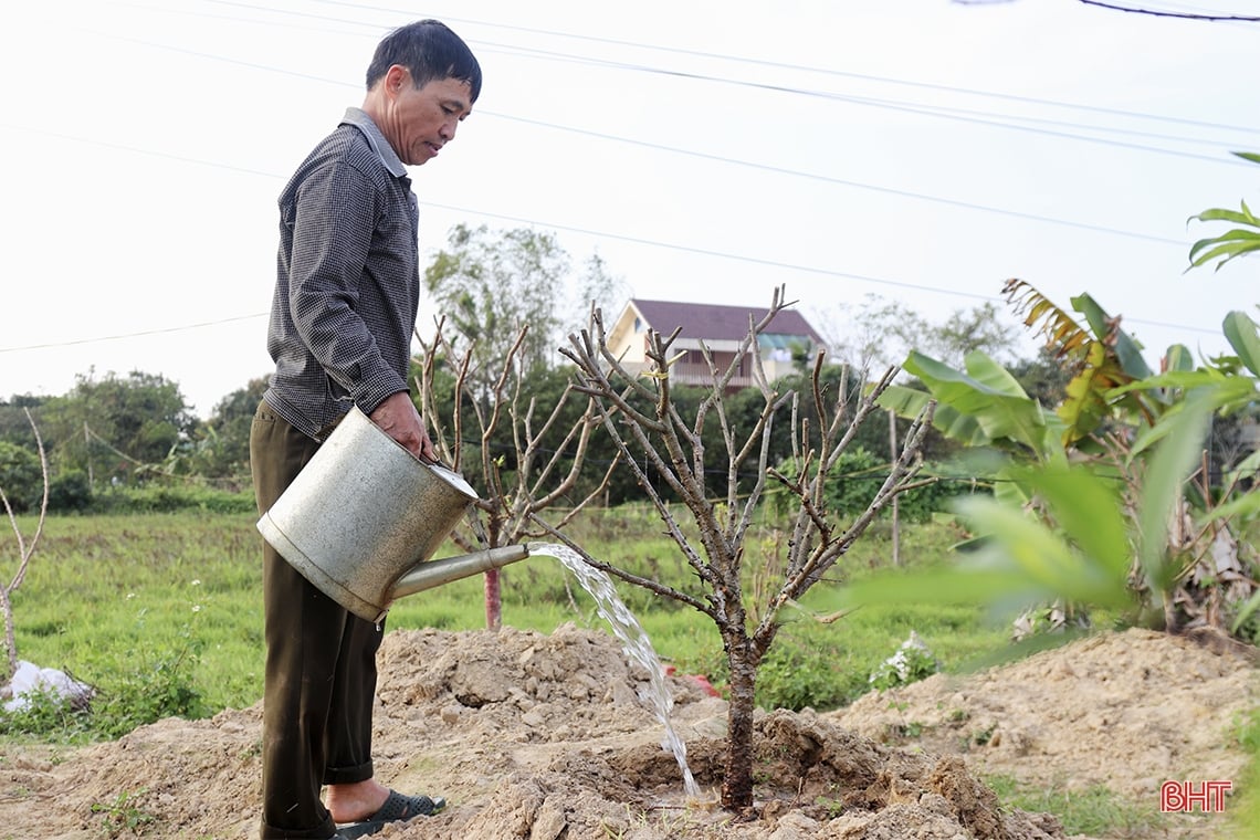 Tất bật phục hồi cây đào sau tết Nguyên đán