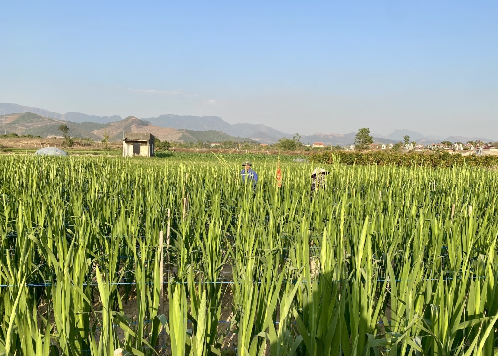 Gladiolus is a flower variety grown by many Dong Trieu farmers to develop the annual winter crop economy.