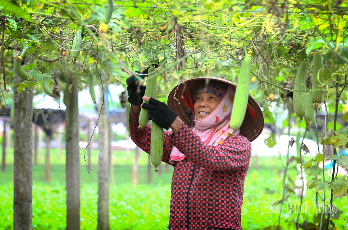 Bức tranh đa sắc màu trên cánh đồng Tứ Xã