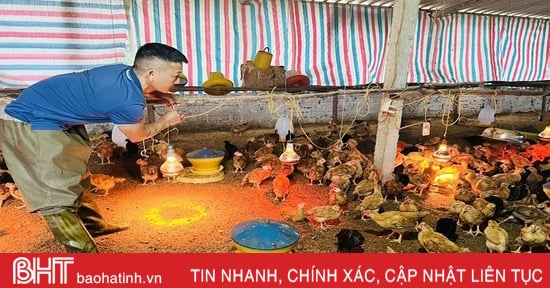 Les agriculteurs de Ha Tinh « activent » le plan de protection contre le froid pour le bétail et la volaille