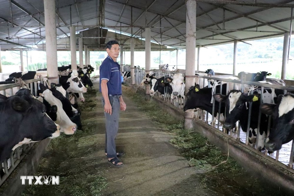 Herr Vo Van Bay im Dorf Bong Lai, Gemeinde Hiep Thanh, Bezirk Duc Trong, ist besorgt, weil die Kuhherde Fieber hat und aufhört zu fressen. (Foto: Chu Quoc Hung/VNA)