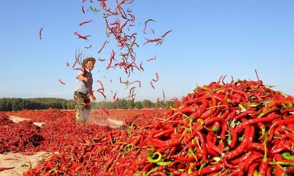 Chili exports earned nearly 18 million USD, up 31.7%