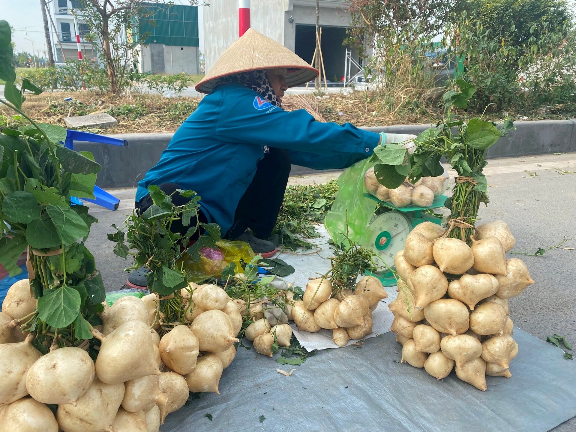 Sản lượng và giá bán củ đậu ở Kim Thành đều giảm mạnh