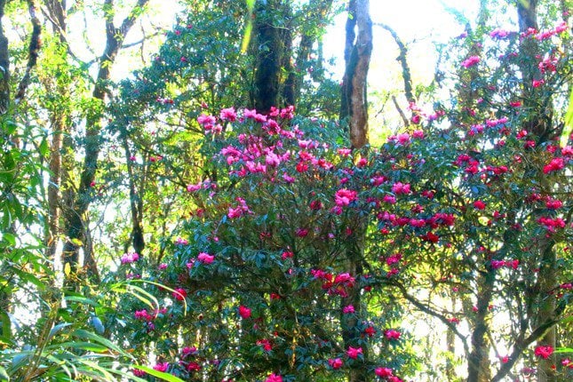 Rhododendron flowers in Tay Con Linh do not bloom simultaneously.