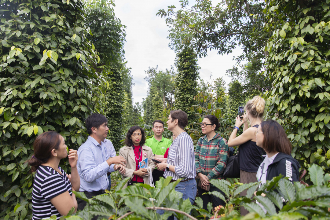 គ្រួសារកសិករចំនួន 8,000 ទទួលបានអត្ថប្រយោជន៍ពីគម្រោង "លើកកម្ពស់ផលិតកម្មនិរន្តរភាព និងពាណិជ្ជកម្មម្រេចវៀតណាម"