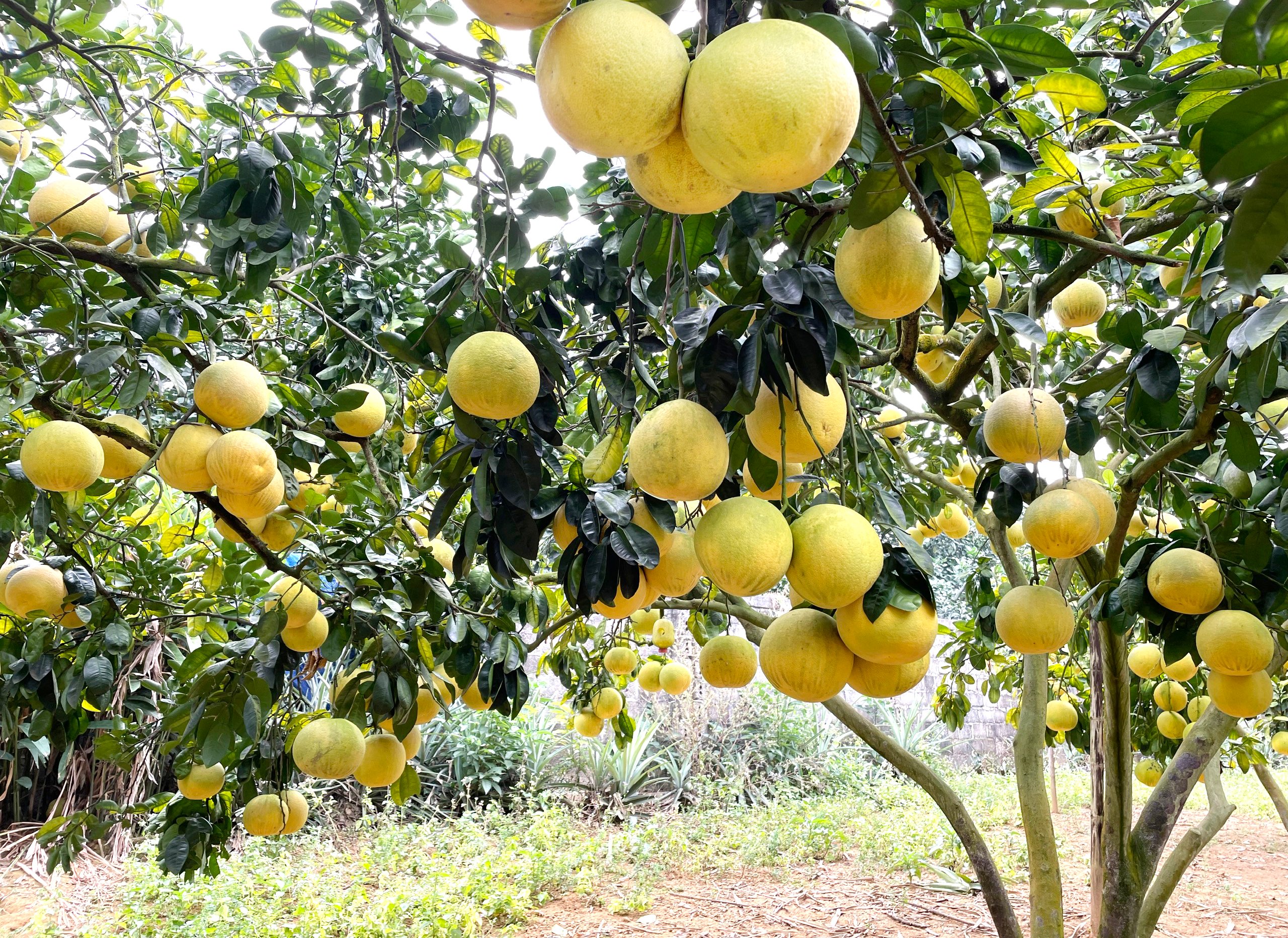 Goldene Jahreszeit im Grapefruitland