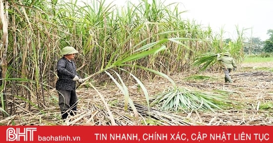 Nỗ lực xây dựng mật mía truyền thống thành sản phẩm OCOP