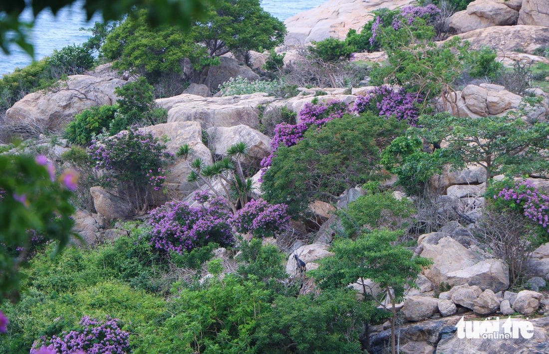 Lagerstroemia-Blüten blühen in Büscheln und wetteifern darum, ihre violette Farbe auf felsigen Bergen und Küstenhängen zur Schau zu stellen – Foto: DUY NGOC