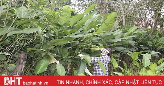 Le plus grand village de feuilles de dong à Ha Tinh est occupé avec la saison des récoltes.