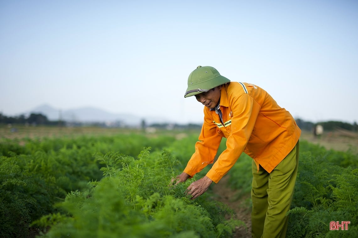 Vegetable farmers in Ky Anh town expect a good harvest and good price for Tet