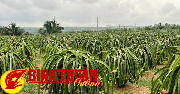 Toàn tỉnh triển khai 9.500 ha thanh long đạt tiêu chuẩn VietGAP