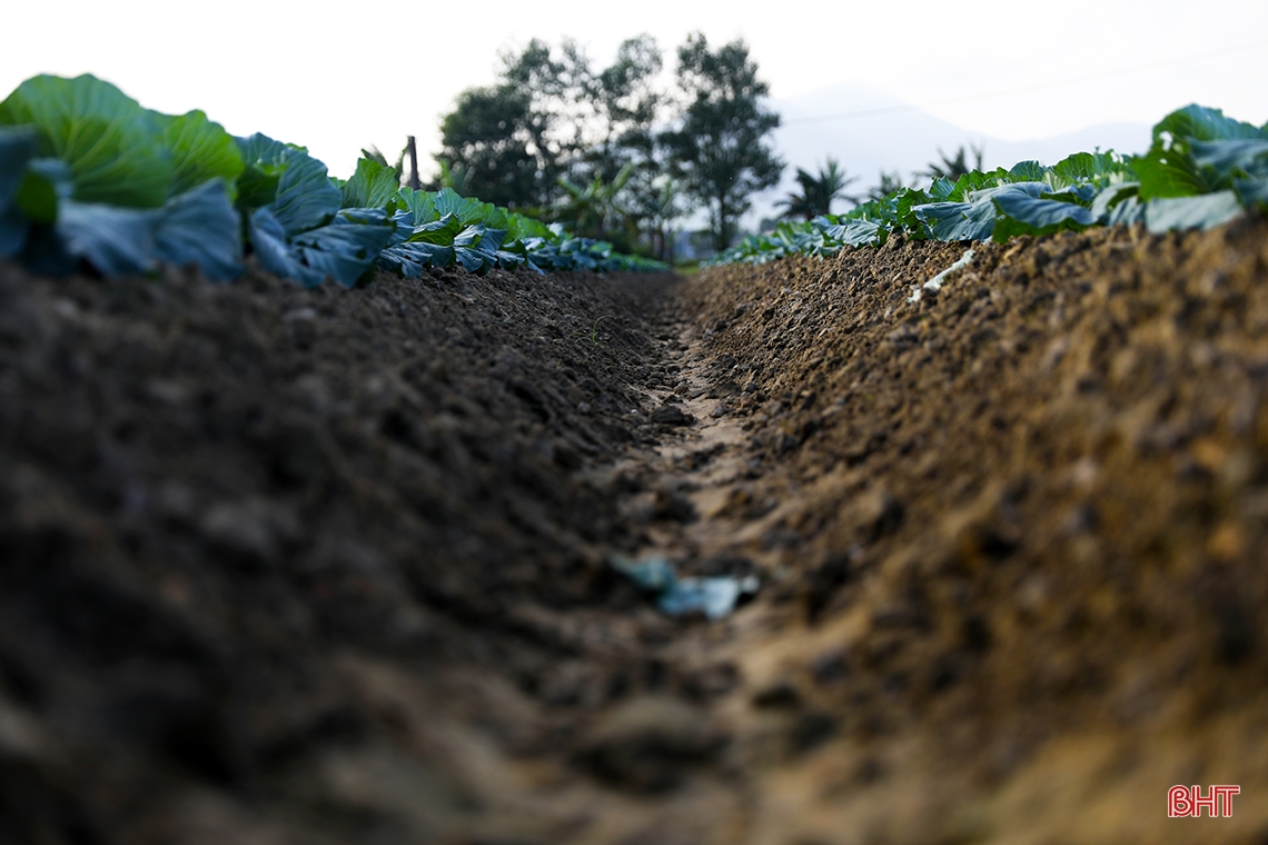 Vegetable farmers in Ky Anh town expect a good harvest and good price for Tet