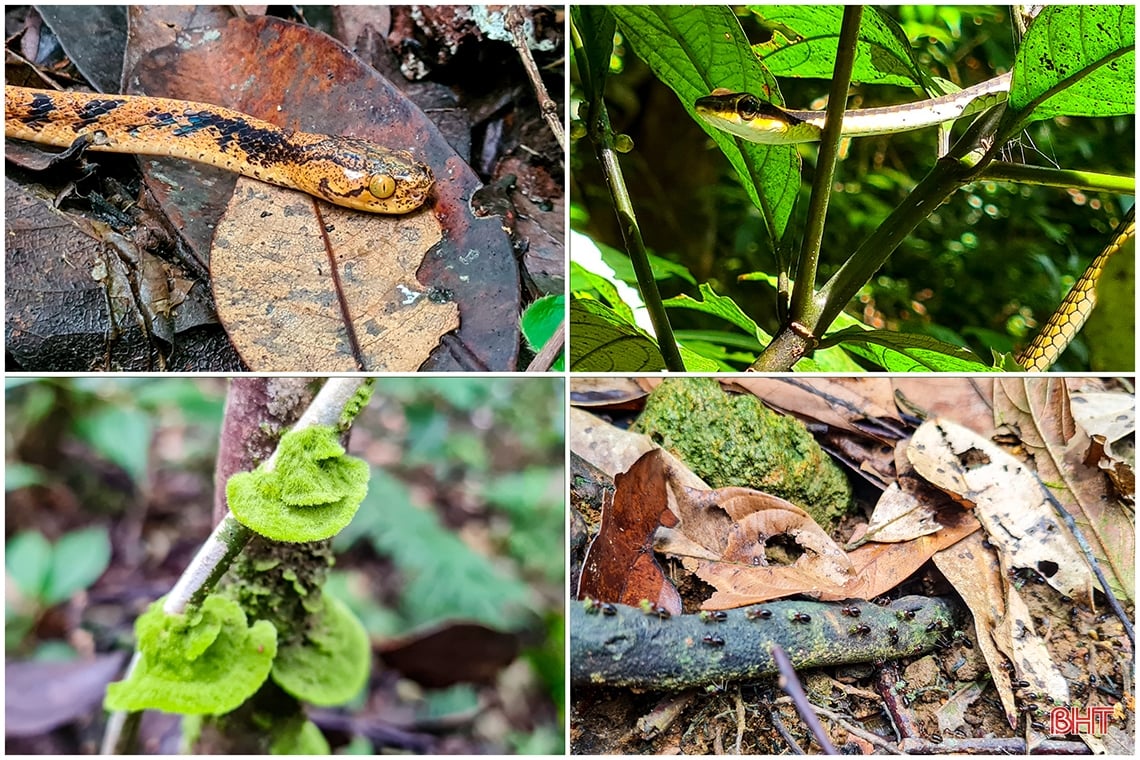 Discover the hidden beauty of Vu Quang National Park