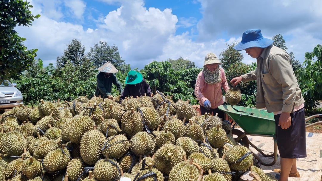 Appel à la communauté pour qu'elle assume la responsabilité de la construction de l'industrie du durian de Dak Lak