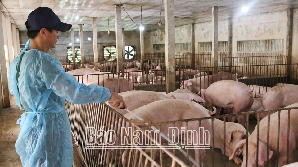 Trang trại chăn nuôi lợn hữu cơ của anh Nguyễn Văn Thục, xã Trực Thái (Trực Ninh).