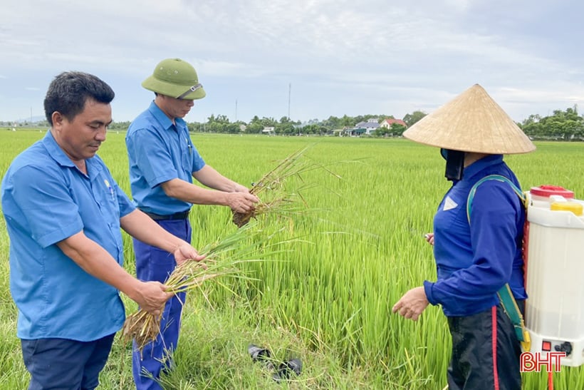 Die Bauern von Ha Tinh haben „Kopfschmerzen“ im Umgang mit der Braunfleckenkrankheit bei Reis