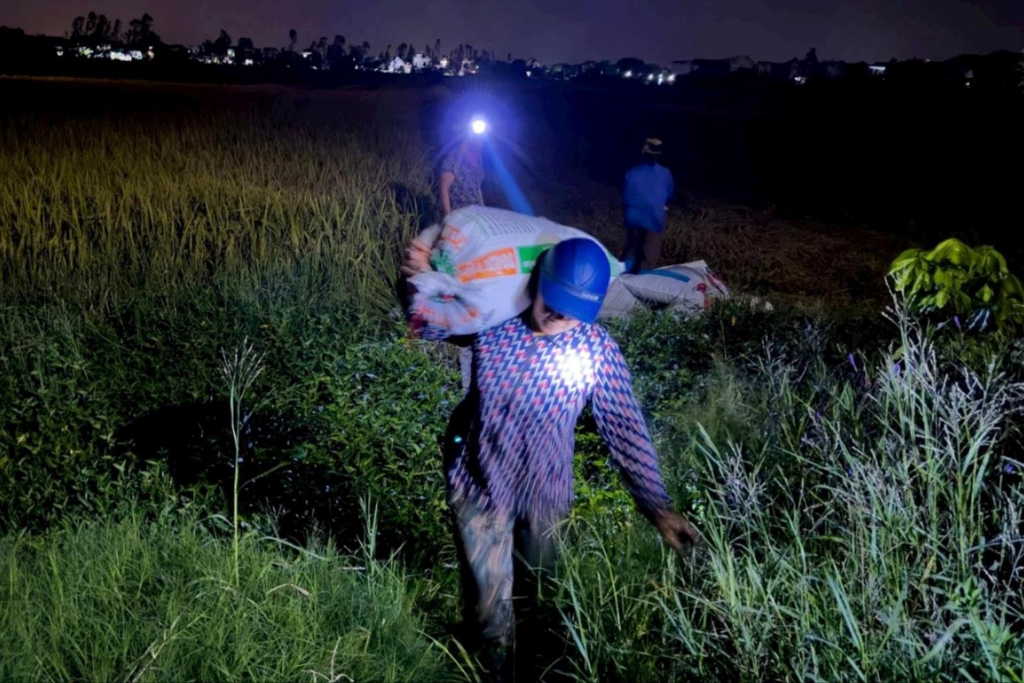 Les agriculteurs de la commune de Hong Phong (Nam Sach) profitent de la nuit pour récolter le riz.