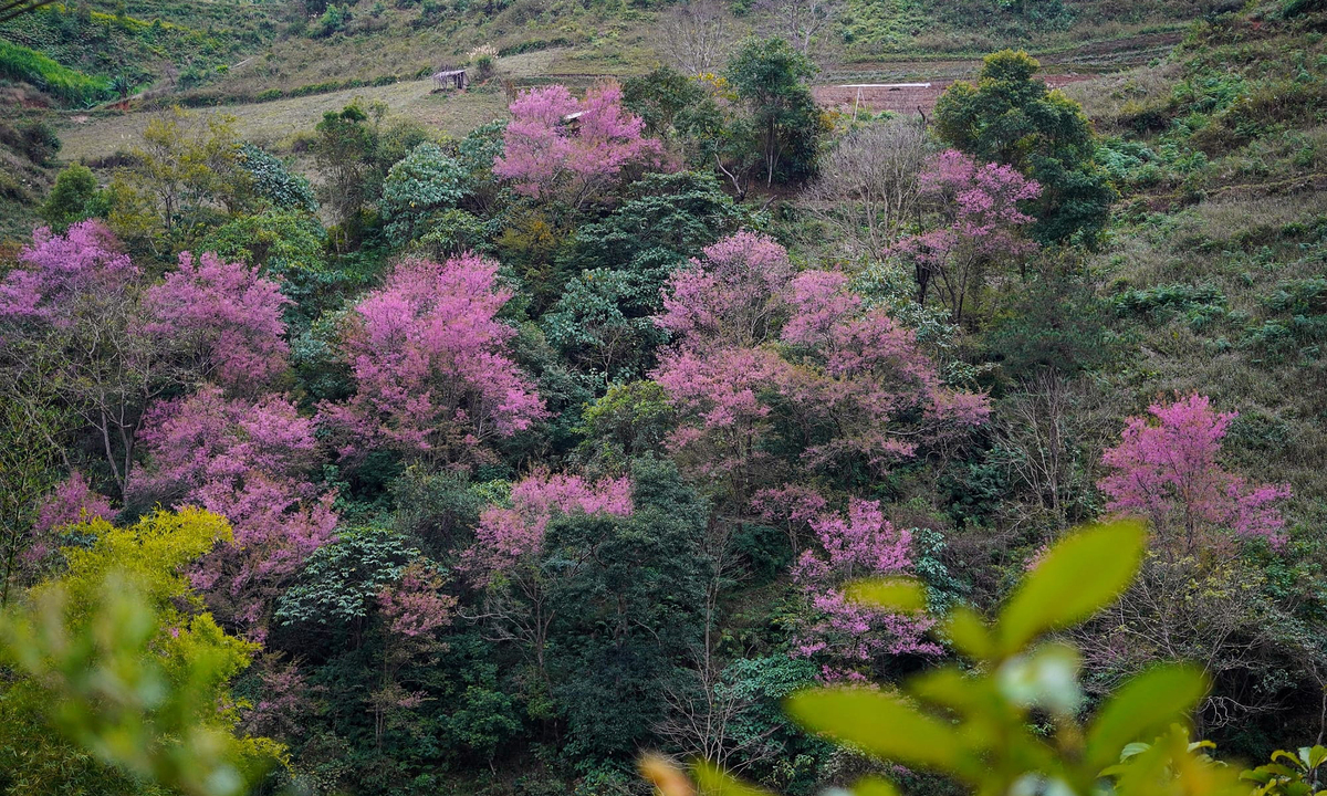 Las flores silvestres florecen en Mu Cang Chai