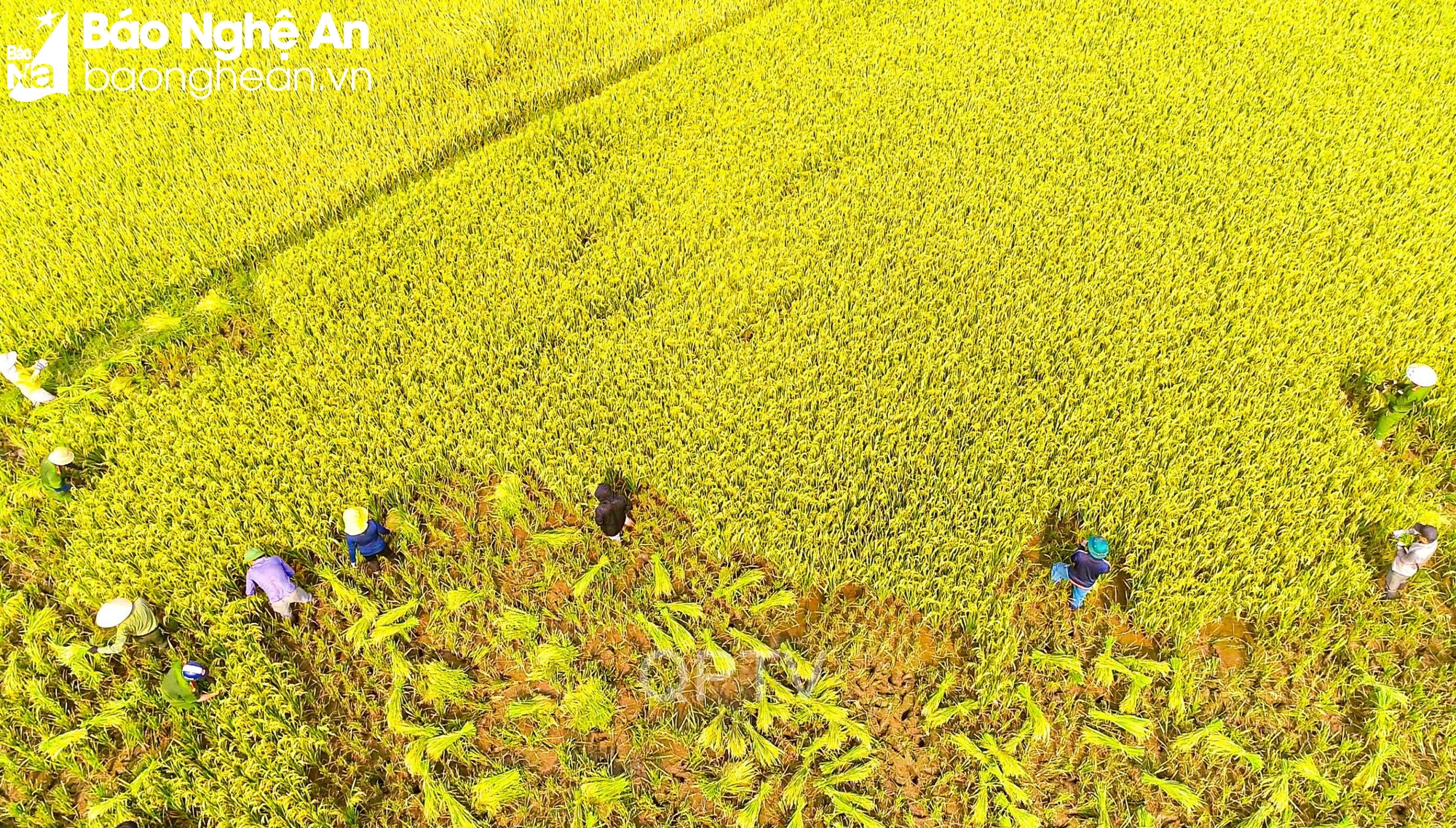 Các đoàn thể, đơn vị huyện Quế Phong giúp người dân xã Mường Nọc gặt lúa vụ xuân 2024 ảnh cơ sở cung cấp...jpg