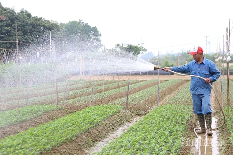 Làng hoa Tiên Du hối hả vào vụ Tết