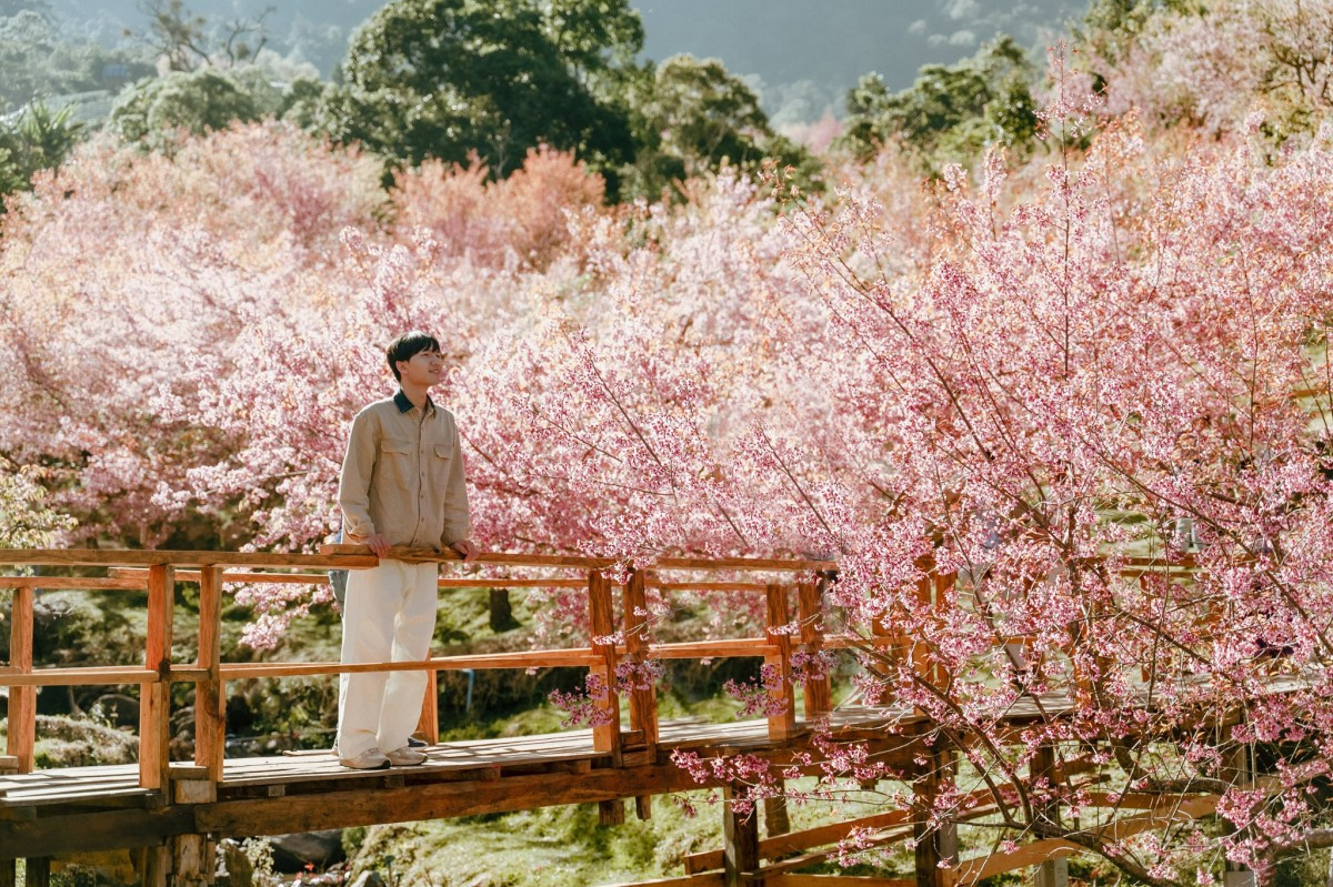 タイで桜狩りをする5日間