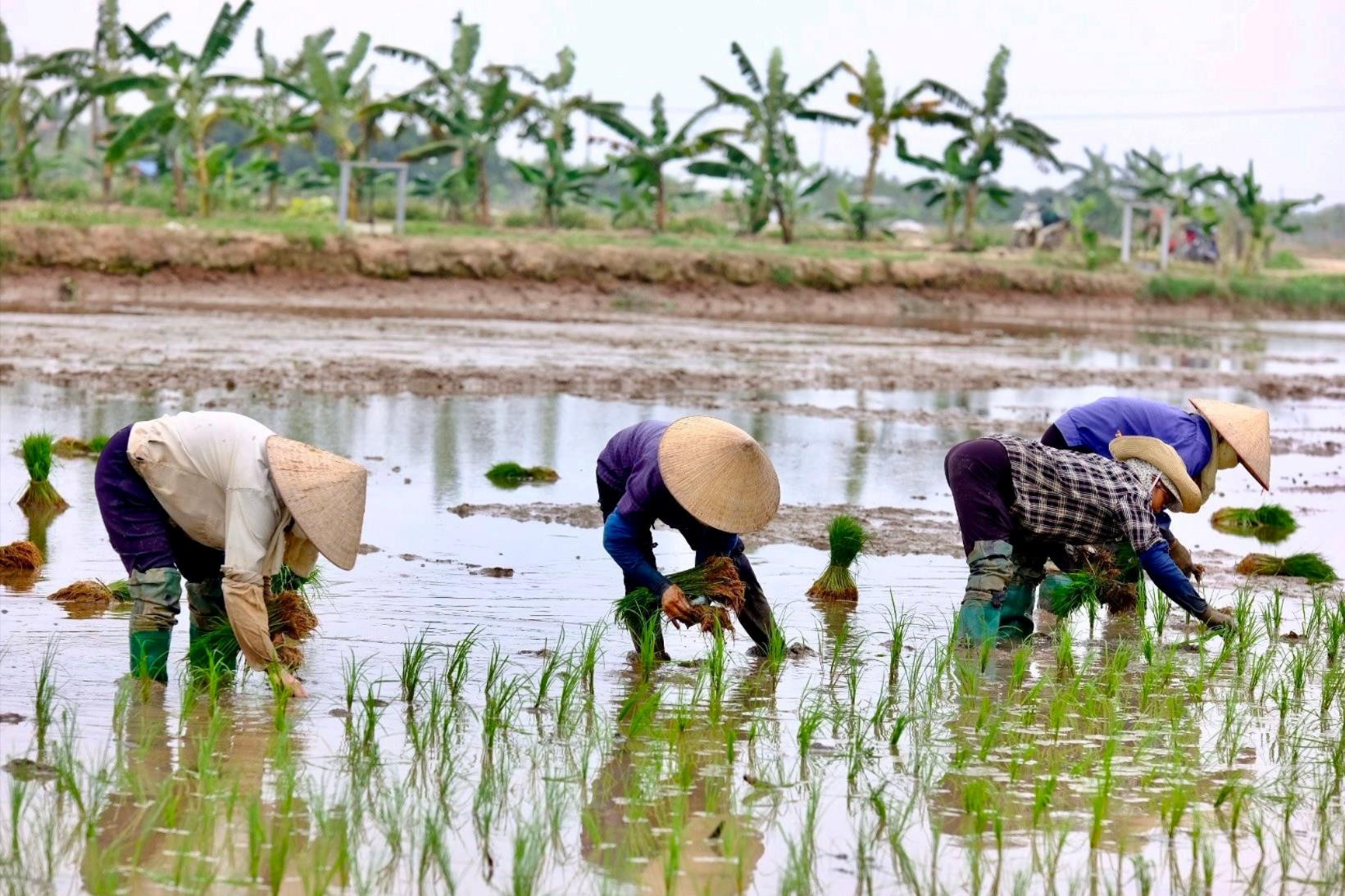 Hải Dương thu hồi, chuyển mục đích sử dụng gần 390 ha đất lúa để thực hiện 100 công trình, dự án