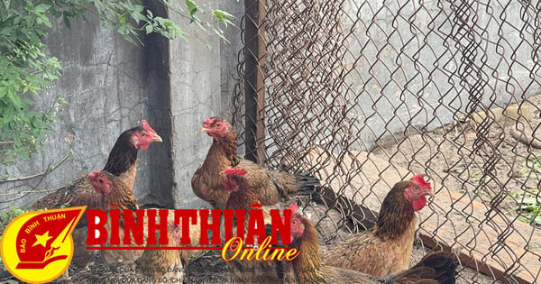 Strengthening prevention and control of avian influenza