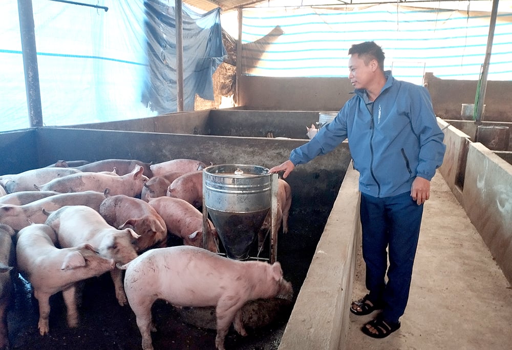 Pig price increases, supply is still guaranteed