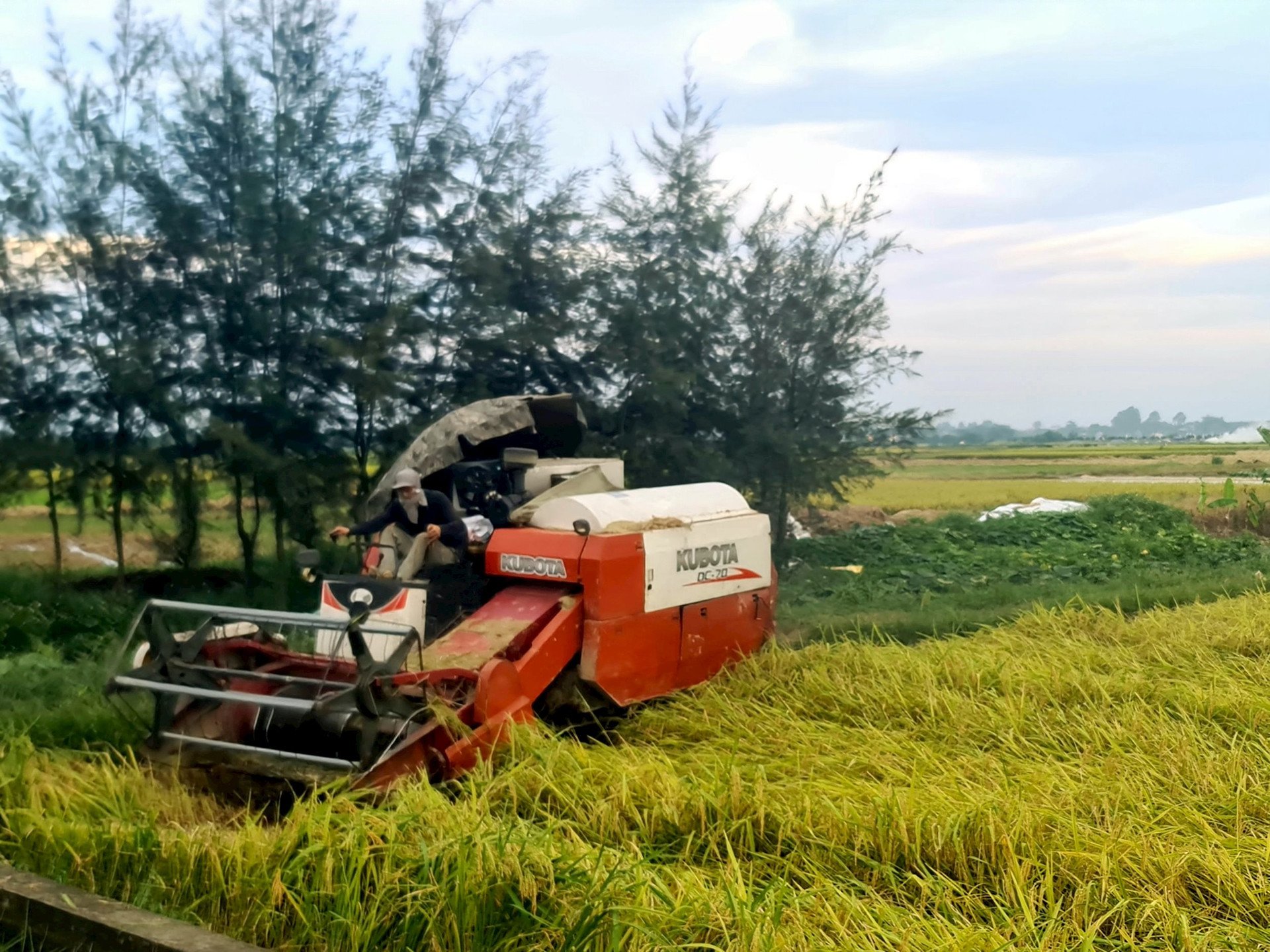 Los agricultores de Hai Duong terminan la cosecha de arroz de invierno y primavera antes del 20 de junio