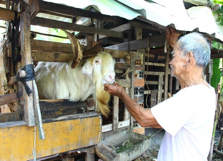 Goat farming model brings good income to farmers.