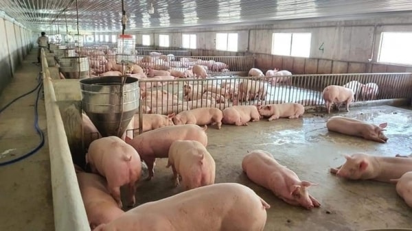 Hai Duong traders buy live pigs at 67,000/kg