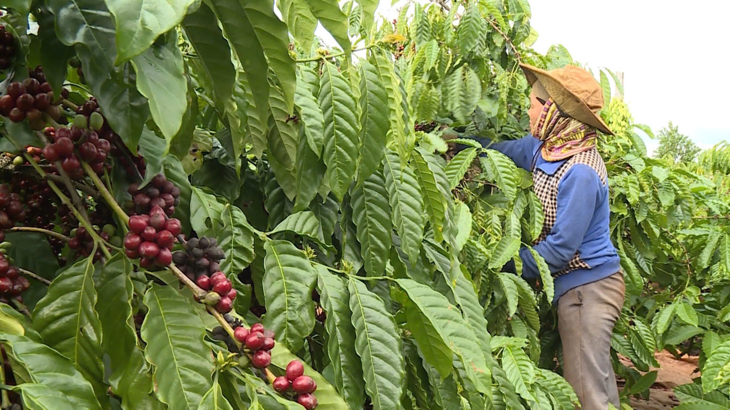 Mejorar la eficiencia de la producción, cosecha, procesamiento y consumo de café en la campaña 2024-2025