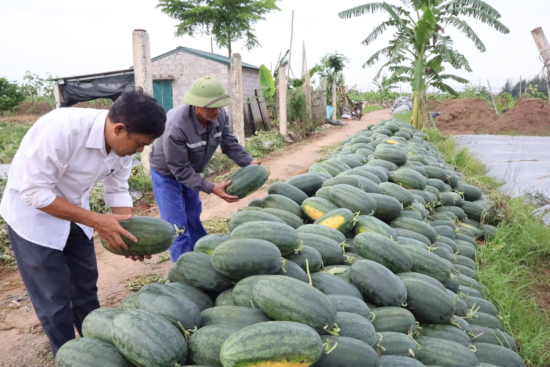 Dưa hấu giống mới BO 21 cho năng suất cao