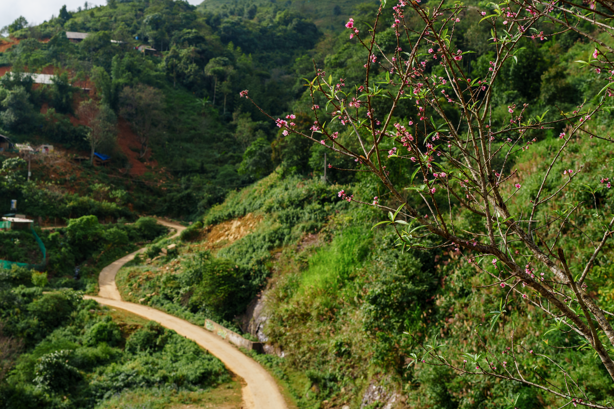 Hoa đào nở sớm ở Tà Xùa