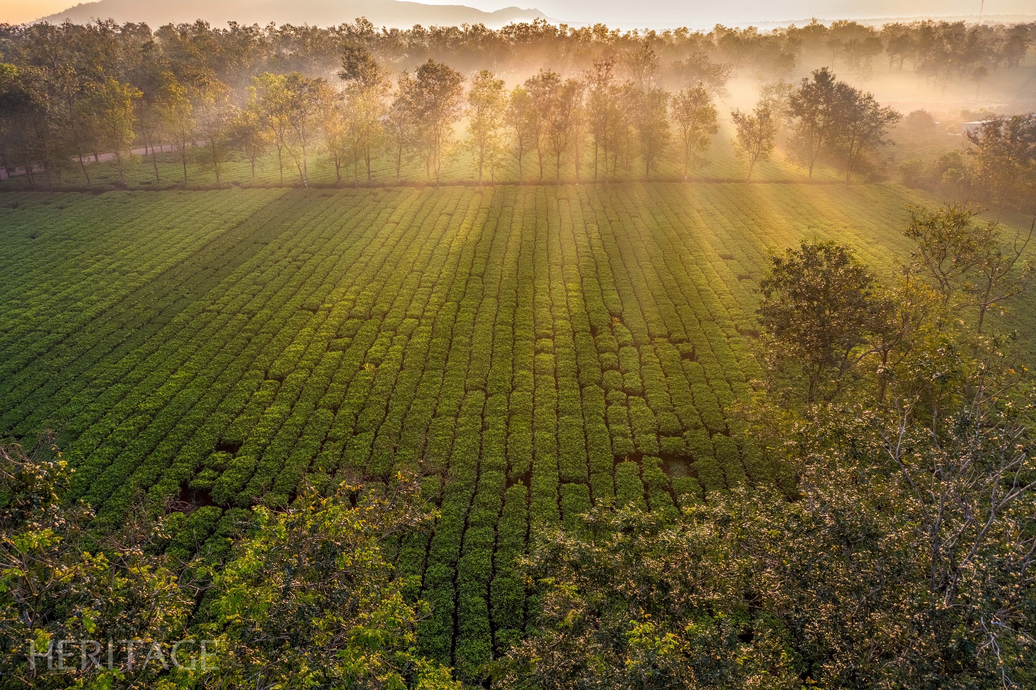 Pueden ser imágenes de hierba, naturaleza y niebla.