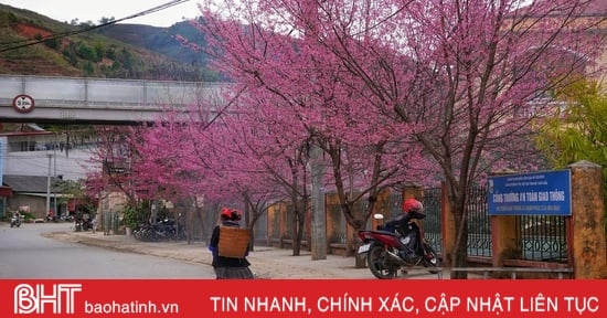 Wildflowers bloom in Mu Cang Chai