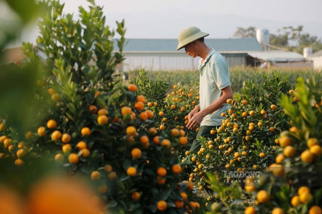 Đào, quất tăng giá, nông dân tất bật những ngày cận Tết