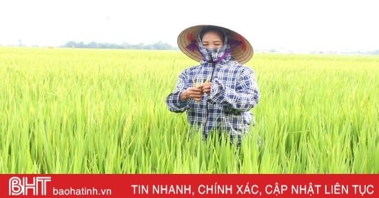 Gần 30.000 ha lúa hè thu ở Hà Tĩnh đã trổ bông