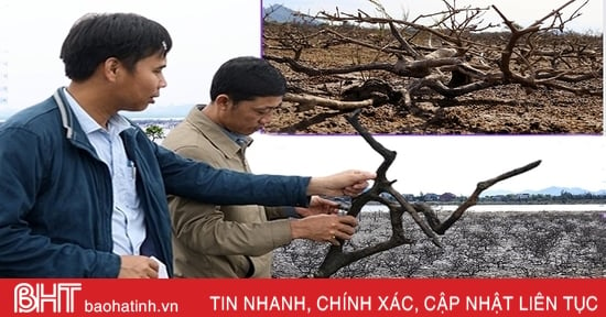 Difficulties in regenerating 43 hectares of dead mangrove forest in Ha Tinh