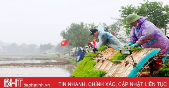 Cấy lúa hữu cơ bằng máy trên diện tích 5 ha ở Cẩm Xuyên